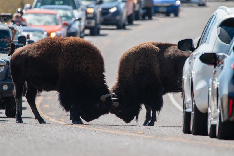 Zwei Büffel stoßen mit den Hörner aneinander, sie stehen mitten auf einer Straße und Autos bilden eine Schlange.