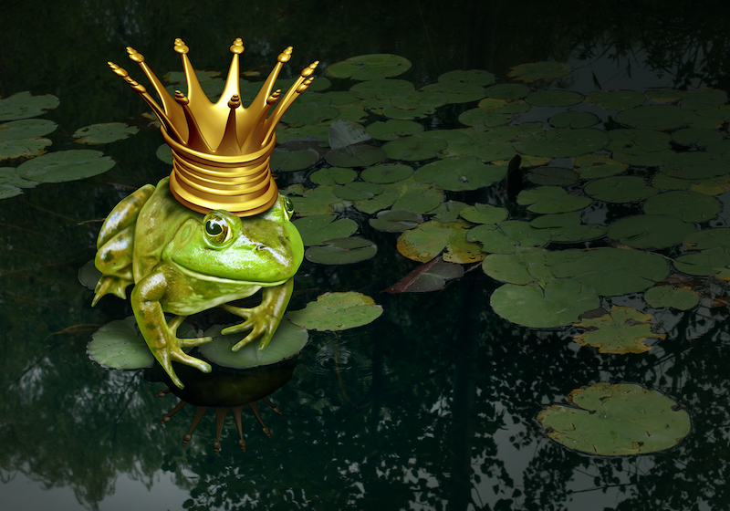 Ein grüner Frosch mit goldener Krone sitzt auf einem Seerosenblatt im Teich. 